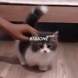 𝗕𝗜𝗕𝗜𝗢𝗡𝗘ᵃⁿᵏᵉᵗ