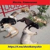 Жесть. Камышин