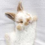 Bunny.