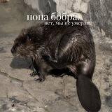 Попочка бобра.