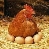 Eggferma (Домашние куриные яйца в Ростове-на-Дону)