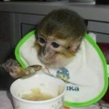 Monkey Hacker