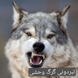 👑تبردونی گرگ وحشی👑