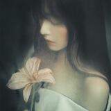 Beautiful flower, Lily.