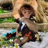 🐒вαвумσηкєу🙈