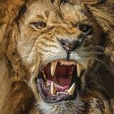 🦁LIONS DEN🦁