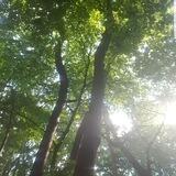 🌿Waldfee🌳💚 Neala - Handwerkskunst🌿