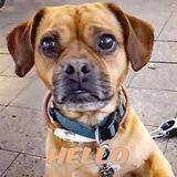 @jonnypuggle Adventures of Jonny Puggle