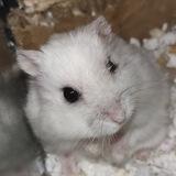 r/hamsters
