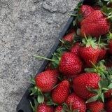 КлубникаБайкальская🍓