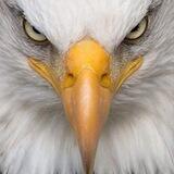 Neighborhood Patriots - MI
