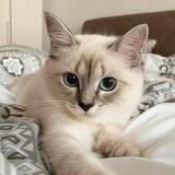 meow