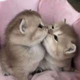 котики🥺💞