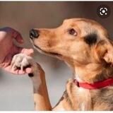 МАГНИТ ДОБРА🐶😺 Сохраним жизнь хвостикам