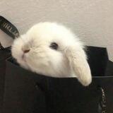 🎀🐇 KeLinci ໒꒱. ⊹˚