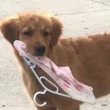 翔大强信誉群
