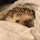 ° ִ ໋.ˑ ִ Хелп от Сашки ִ ໋.ˑ ִ°