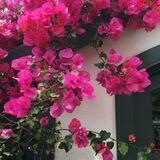 غسق 💜🌿