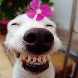 Собачки🐶
