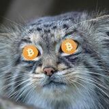 CryptoManul | Заработок на крипте