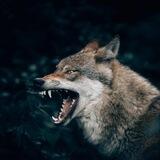 狼组「白号帐密」上号群