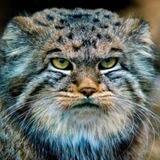 Tones Of Manul Games 💎