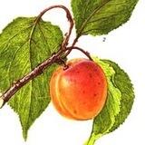 Apricot