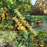 Limon Mandarin Apelsin gruppasi