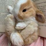 Rabbit