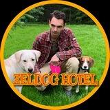 🐕ZELDOG HOTEL зоогостиница Зеленоград