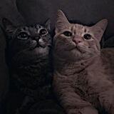 ༄ 𝗥𝗫𝗩𝗜𝗗𝗢 𝗚𝗣シ︎