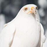 Bird Tribes Rising