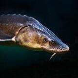 Рыбная ферма🐟 Горячий Ключ