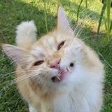 Котики tiktok foto video cat
