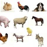L'Antidote Universel pour les Animaux