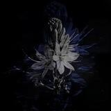 asphodel [ˈasfədɛl]