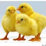 فروش جوجه یک روزه و دان آماده 🐣🐣