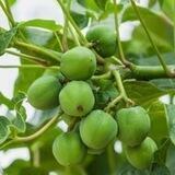 Jatropha curcas