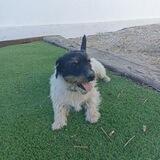 Rooney The Dog I Official Portal