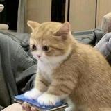 miaww
