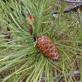 Térébenthine et nettoyages naturels