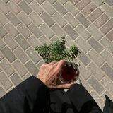 عَهِيـد .