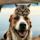 Забавные Животные 🐾