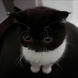 синабон фан пейджⁿᵘᵗᵉᵗᵒ