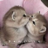 °Demonic°[закрыто]