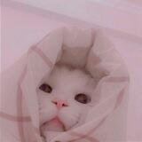 ❀ ѕιηgℓe кιттeηѕ`