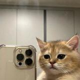 strange catposting^^