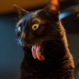П̶о̶к̶р̶а̶д̶у̶ Сфотографирую ваших котов