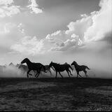 黑旗🐎洗黑资