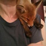foxy